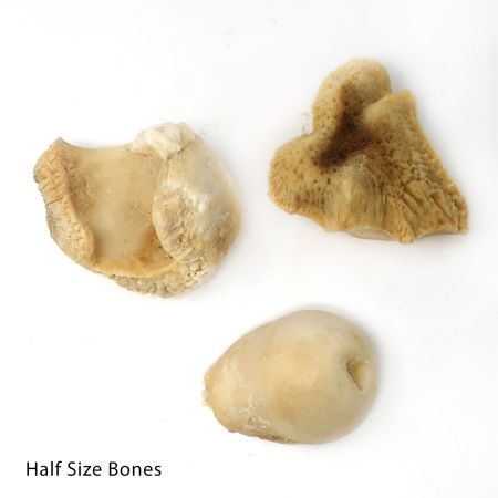 Knuckle Bones Steamed, No Bleach - Chew and Dental Tool - Half Size Bones